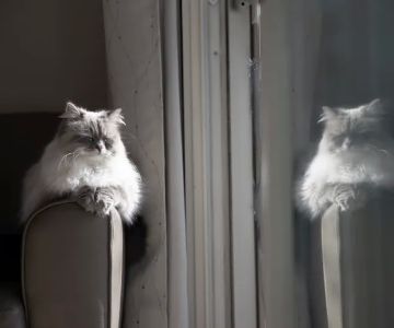 Senge Siberians