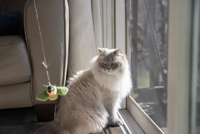 Senge Siberians 7