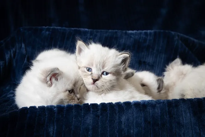 Senge Siberians 5