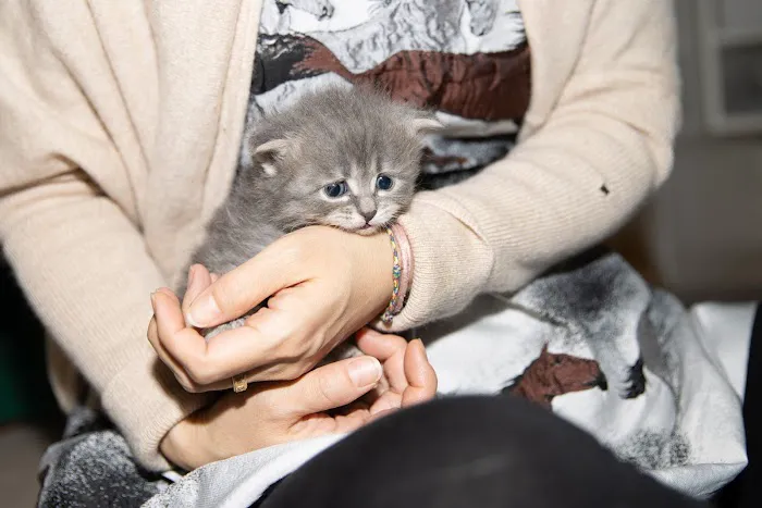 Senge Siberians 6