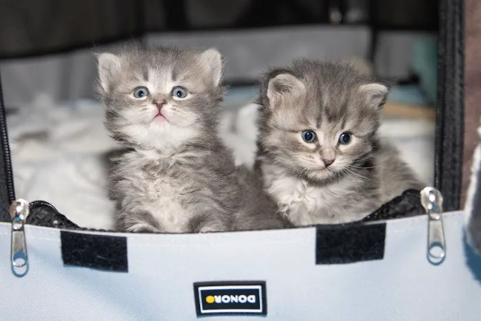 Senge Siberians 3