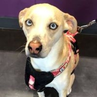 The Veterinary Care Center ico