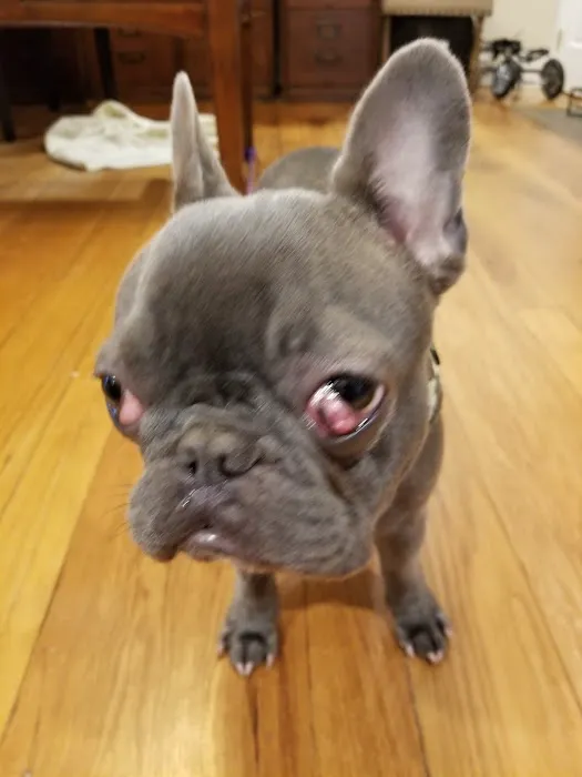 North Wilton Animal Hospital 12