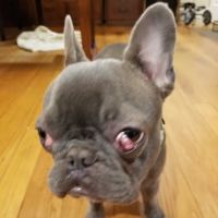North Wilton Animal Hospital ico
