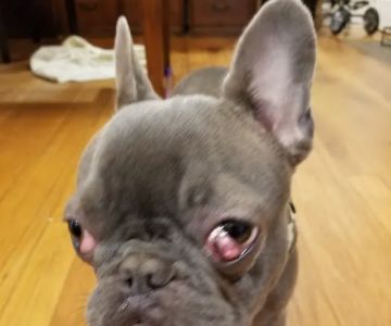 North Wilton Animal Hospital