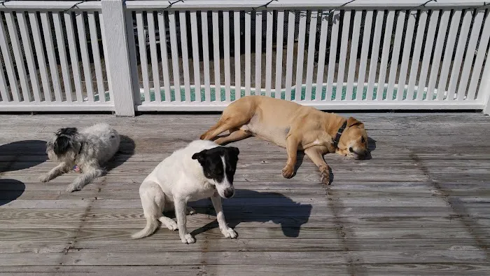 Ridgefield Animal Hospital 5