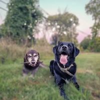 Ridgefield Animal Hospital ico