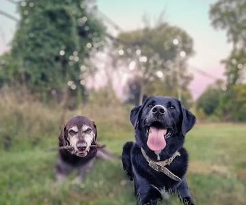 Ridgefield Animal Hospital