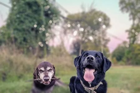 Ridgefield Animal Hospital