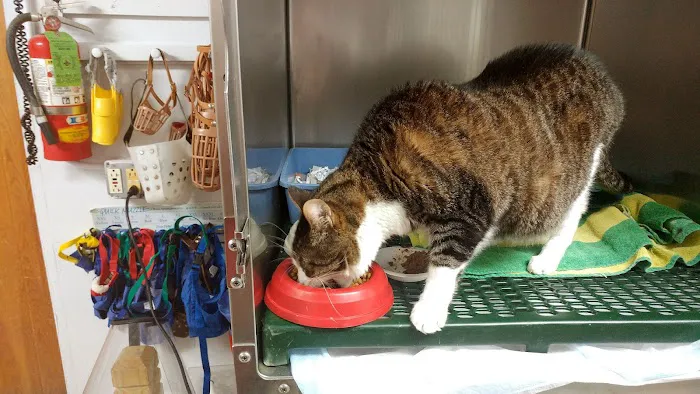 Kingston Animal Hospital 12