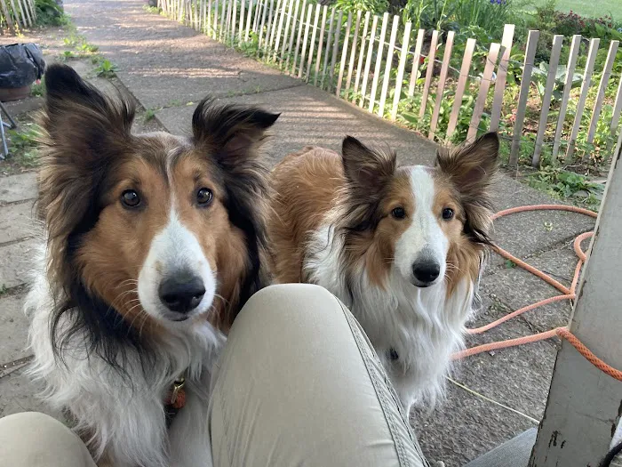 Kingston Animal Hospital 12