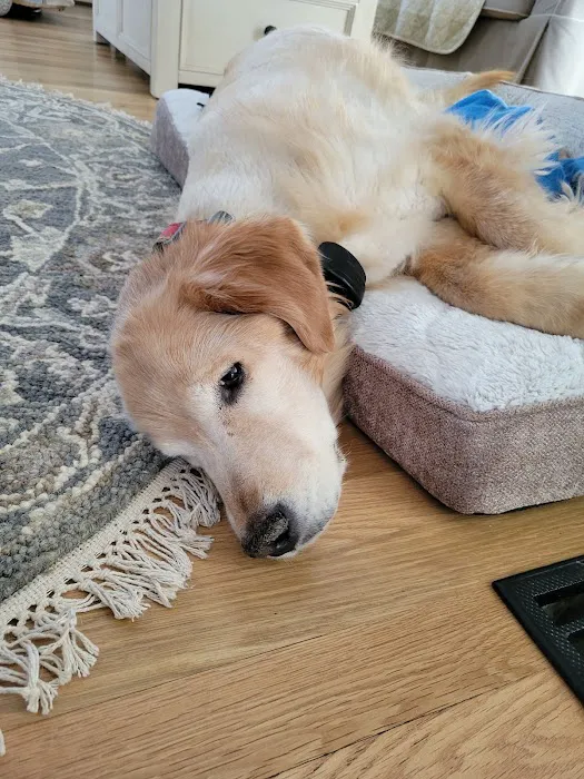 Animal Emergency Clinic of The Hudson Valley 12