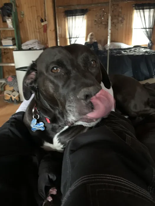 Animal Emergency Clinic of The Hudson Valley 12