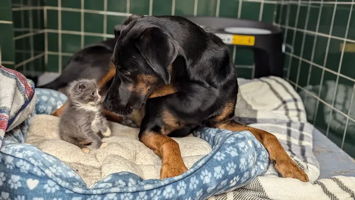 Animal Emergency Clinic of The Hudson Valley 12