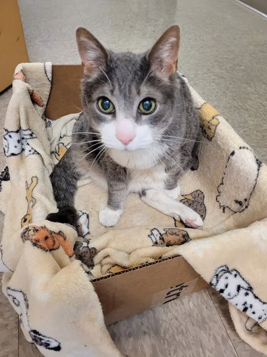 Animal Emergency Clinic of The Hudson Valley 12