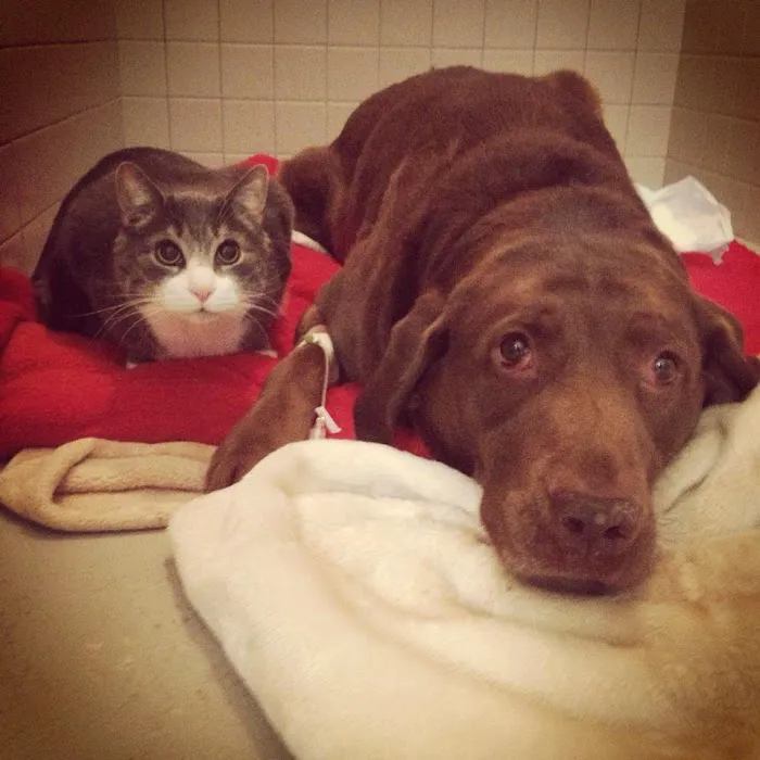 Animal Emergency Clinic of The Hudson Valley 12