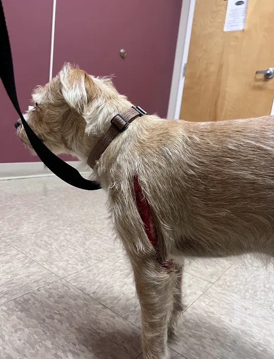 Animal Emergency Clinic of The Hudson Valley 12