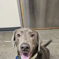 Vetco Total Care Animal Hospital ico