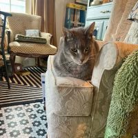 Country Comfort Animal Hospital ico
