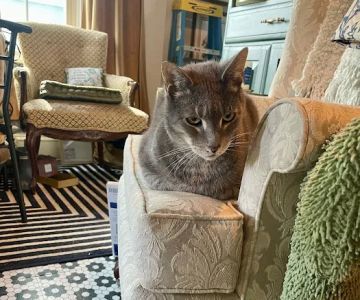 Country Comfort Animal Hospital