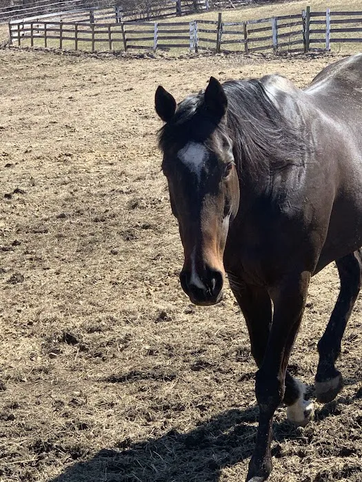 Rhinebeck Equine, LLP 12