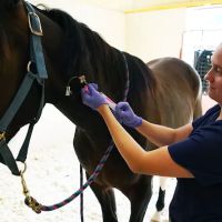 Rhinebeck Equine, LLP ico