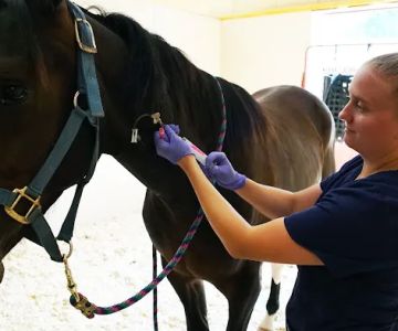 Rhinebeck Equine, LLP