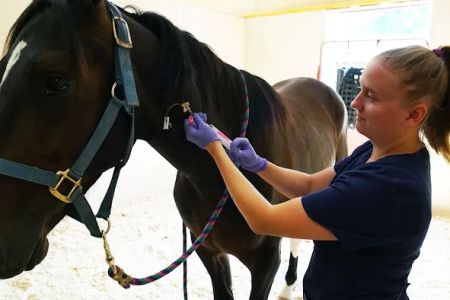 Rhinebeck Equine, LLP