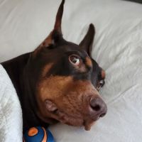 South Peak Veterinary Hospital ico