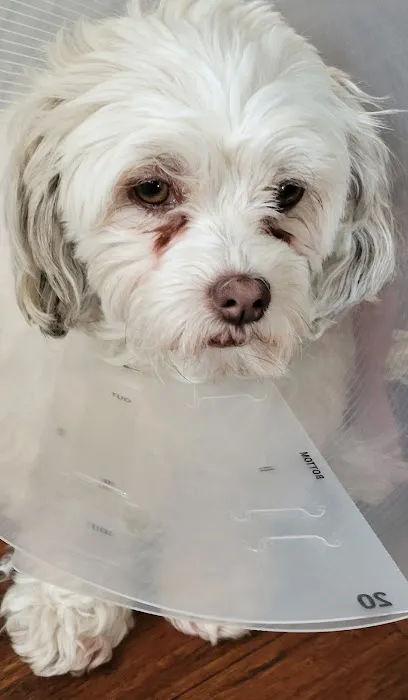 South Peak Veterinary Hospital 10