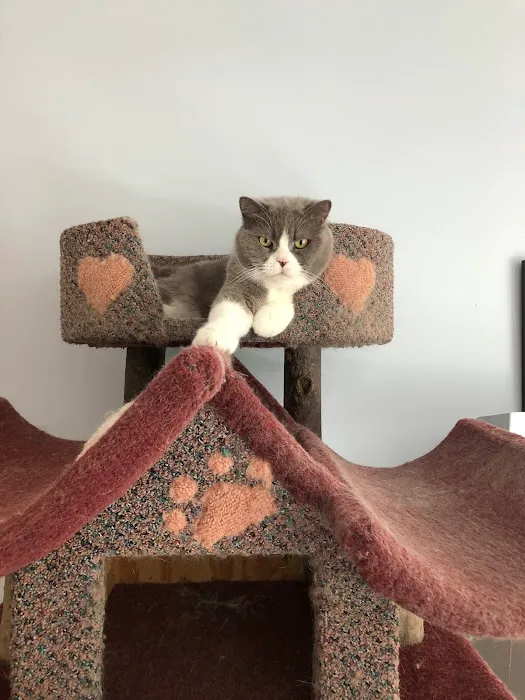 Complete Cat Veterinary Clinic 12