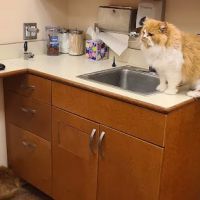 Brookfield Animal Hospital ico