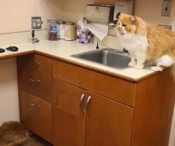Brookfield Animal Hospital