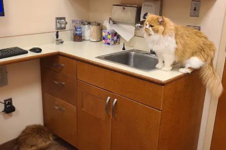 Brookfield Animal Hospital