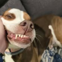 Vetco Vaccination Clinic ico