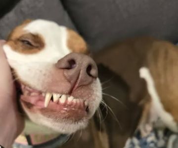Vetco Vaccination Clinic