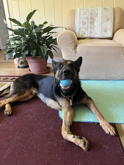 Candlewood Animal Hospital 2