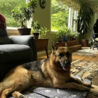 Candlewood Animal Hospital ico