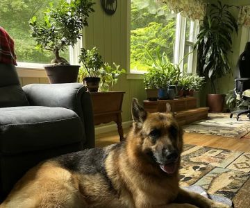 Candlewood Animal Hospital