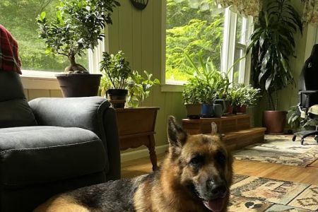 Candlewood Animal Hospital