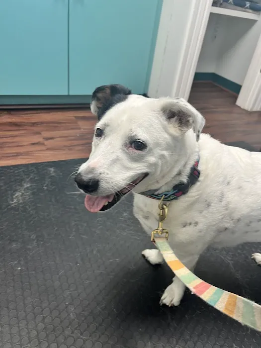 Park Lane Animal Hospital 12