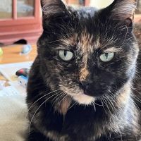 Park Lane Animal Hospital ico