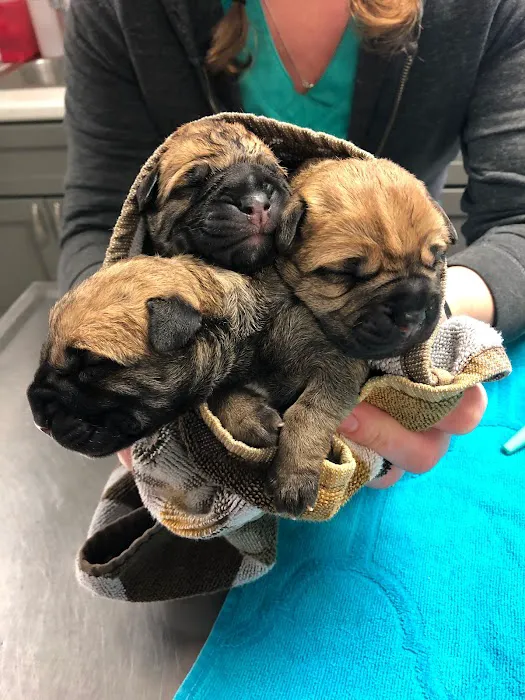 Roxbury Animal Clinic 2