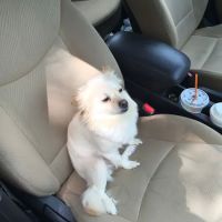 Plumtrees Animal Hospital: Baff Wesley A DVM ico