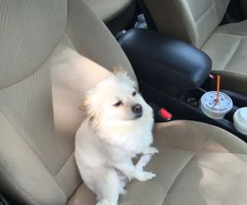 Plumtrees Animal Hospital: Baff Wesley A DVM