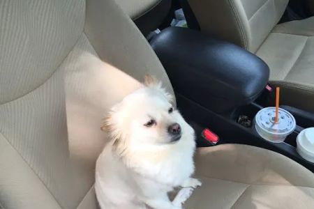 Plumtrees Animal Hospital: Baff Wesley A DVM