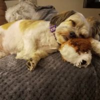 Plumtrees Animal Hospital ico