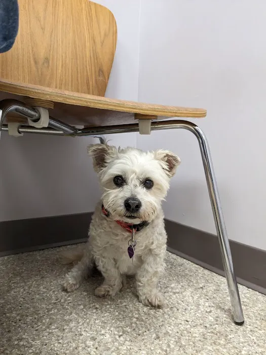 Plumtrees Animal Hospital 12