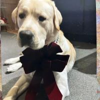 Ridgefield Veterinary Center ico