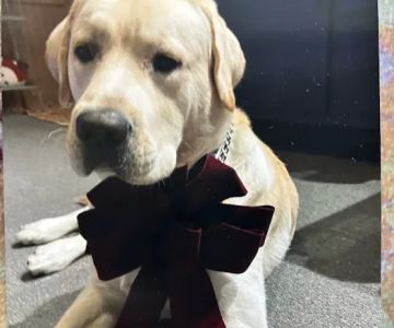 Ridgefield Veterinary Center